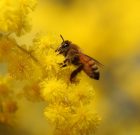 گرده افشانی زنبور عسل