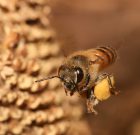 وزوز زنبور عسل