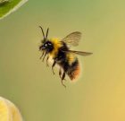 زنبور عسل تنها