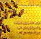 نحل و زنبور عسل در قرآن