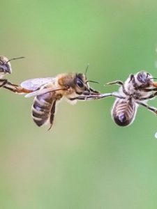 زنجیره زنبور عسل