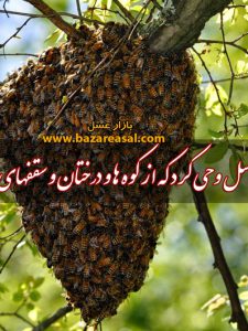 زنبور عسل قرآن