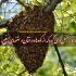 زنبور عسل قرآن