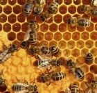 معماری زنبور عسل