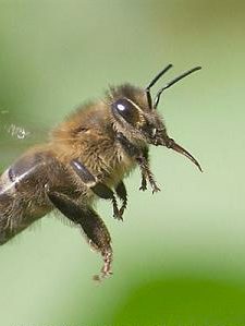 زنبور خرطوم بلند کارنیکا