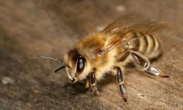 مشخصات مورفلوژی زنبور کارنیکا