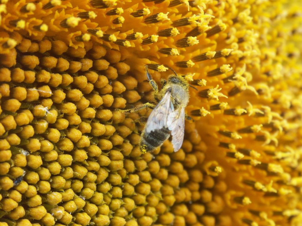 گرده افشانی گل آفتابگردان توسط زنبور عسل